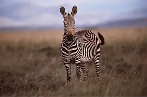 Zebras: CAPE MOUNTAIN ZEBRA