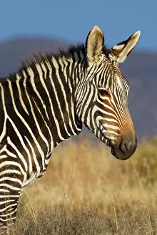 Nationalpark: Cape mountain zebra (Equus zebra zebra), adult