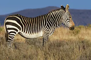 Nationalpark: Cape mountain zebra (Equus zebra zebra), adult