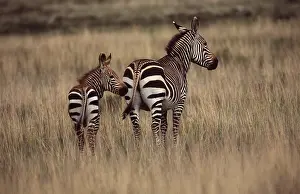 Foals: CAPE MOUNTAIN ZEBRA - and foal
