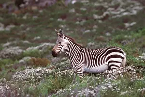 Peter Steyn: CAPE MOUNTAIN ZEBRA - lush scenery