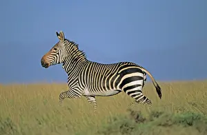 Cape Mountain Zebra - Running