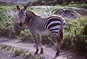 Peter Steyn: CAPE MOUNTAIN ZEBRA - standing