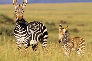 Cape Mountain ZEBRA - With young
