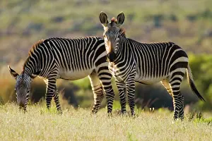 Bushmans: Cape Mountain Zebras at Bushman's Kloof