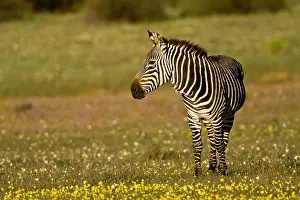 Cape Mountain Zebras at Bushman's Kloof