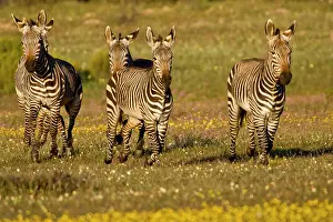 Bushmans: Cape Mountain Zebras at Bushman's Kloof
