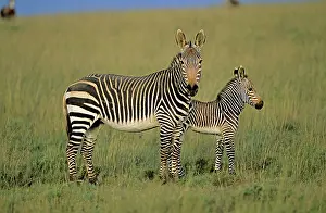 Cape Mountain Zebras - Mother with young