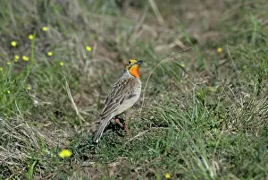 Macronyx: Cape / Orange-throated Longclaw