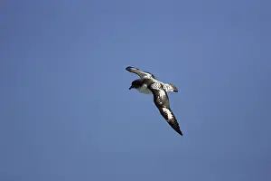 Daption: Cape / Painted Petrel - in flight