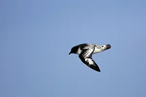 Daption: Cape / Painted Petrel - in flight
