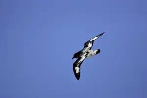 Daption: Cape / Painted Petrel - in flight