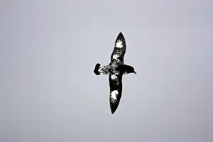Daption: Cape / Painted Petrel - in flight