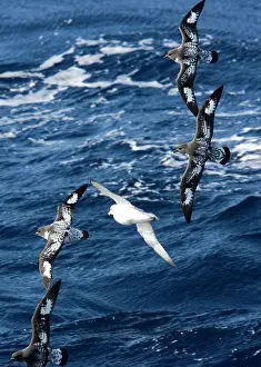 Fulmars: Cape / Painted Petrel - Four fying with Southern