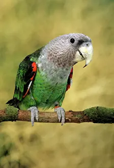Poicephalus: CAPE PARROT - on branch