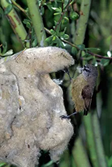 Penduline: Cape Penduline Tit - opening nest entrance with feet
