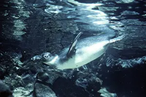 Jackass: Cape Penguin Underwater