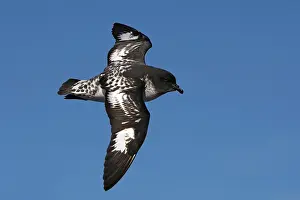 Daption: Cape Petrel