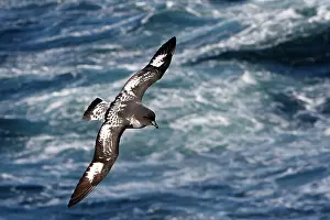 Daption: Cape Petrel