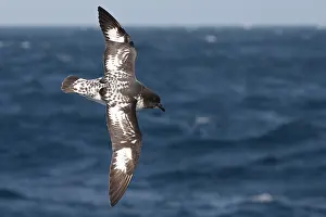 Daption: Cape Petrel