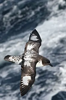 Daption: Cape Petrel