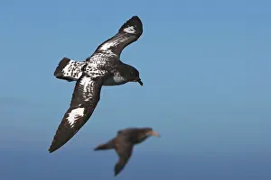 Daption: Cape Petrel