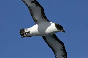 Daption: Cape Petrel