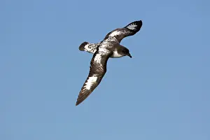 Daption: Cape Petrel
