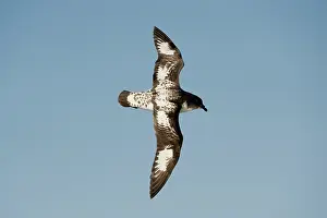 Petrel: Cape Petrel