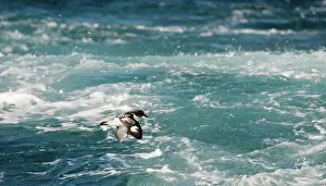 Petrel: Cape Petrel