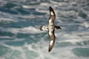 Petrel: Cape Petrel
