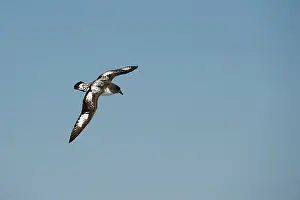 Petrel: Cape Petrel