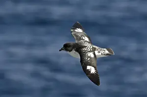 Petrel: Cape Petrel
