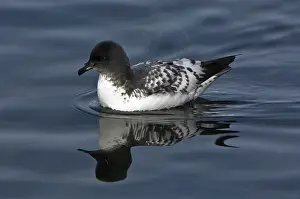 Petrel: Cape Petrel