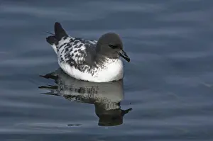 Petrel: Cape Petrel
