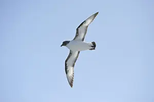 Petrel: Cape Petrel