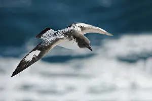 Petrel: Cape Petrel