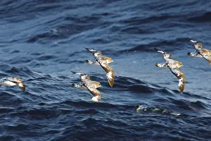 Daption: Cape Petrel - Antarctica