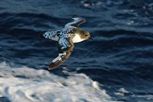 Daption: Cape Petrel - Antarctica