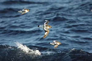 Daption: Cape Petrel - Antarctica