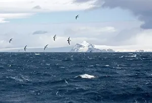 Petrels: Cape Petrel / Cape Pigeon - In flight over Antarctic