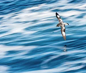 Pintado: Cape Petrel / Cape Pigeon / Pintado Petrel in flight