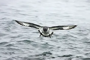 Daption: Cape Petrel - coming in to land