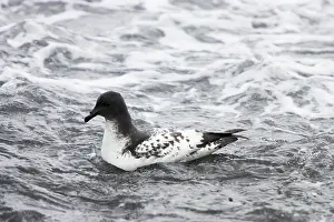 Daption: Cape Petrel - feeding on sea surface