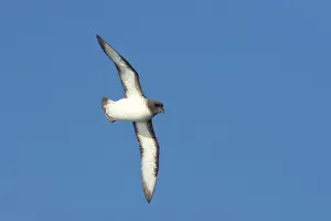 Daption: Cape Petrel - in flight