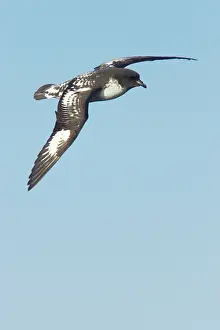 Daption: Cape Petrel - In Flight