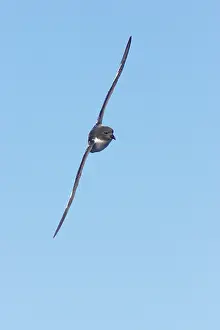 Daption: Cape Petrel - in flight
