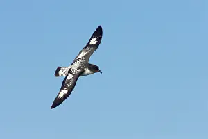Daption: Cape Petrel - in flight