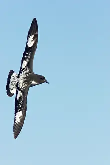 Daption: Cape Petrel - in flight