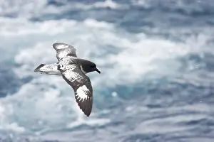 Daption: Cape Petrel - in flight over sea